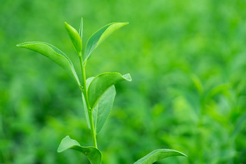 Top of fresh raw organic green tea leaf in plantation field farm