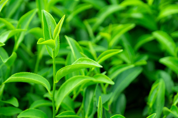 Top of fresh raw organic green tea leaf in plantation field farm