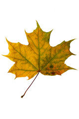 bright orange-red-green maple leaf on a white background