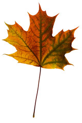 Fototapeta premium bright orange-red-green maple leaf on a white background