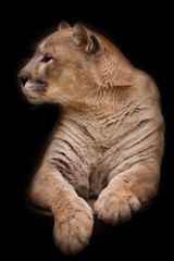 Naklejka na ściany i meble cougar lies isolated on a black background; slender powerful muscular body of the beast, portrait.