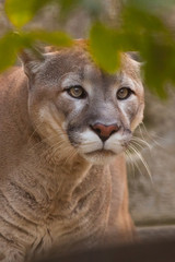 big puma (cougar)  cat with a clear look predatory looks from behind green leaves, predator in ambush, closeup portrait.