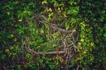 Beautiful green plant on fence background, Branches intertwined wall decoration.