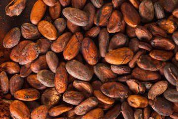 pattern of the cocoa beans background close up