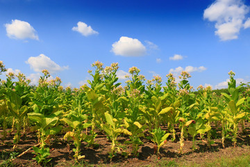 Fototapeta na wymiar Tobacco green leafs on a tobacco plantation field.