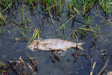 Bloated, dead, poisoned fish lies on the river bank. impact of toxic emissions