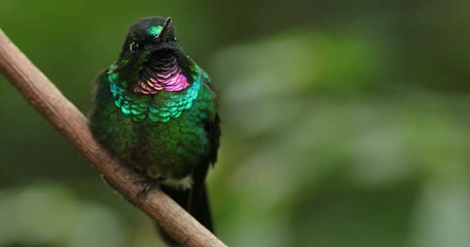 Hummingbird Tourmaline Sunangel, sitting on the branch in Ecuador. Bird with pink throat and plumage in the tropic forest habitat. Wildlife scene from nature.