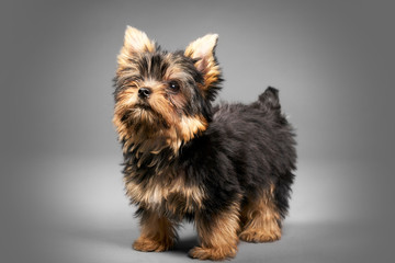 Yorkshire Terrier puppies