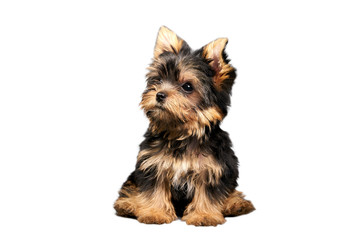 Yorkshire Terrier puppies