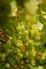 Fototapeta premium Ripe white grapes hanging in a bunch close up