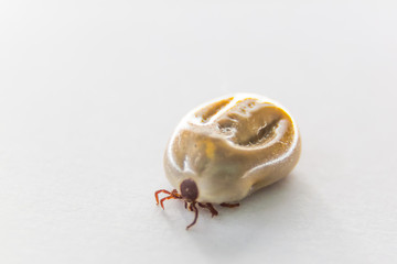 Tick ​​on a white background