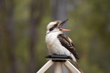 Laughing Kookaburra perched on a steel clothesline 