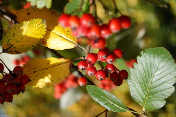 European Red Elder in Autumn