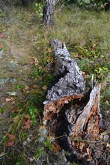 Dry tree by the forest trail 2 Vertical Photography