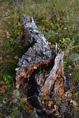 Dry tree on the ground in the forest Vertical Photography