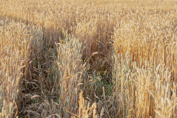 Fototapeta premium Golden ears of wheat, Beautiful Nature Sunset Landscape. Rich harvest Concept. rural countryside.