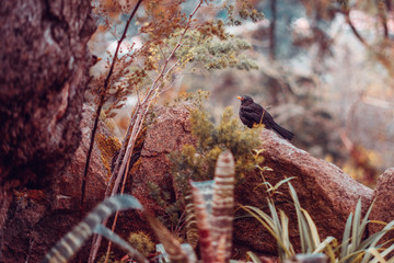 Common Blackbird (Turdus Merula) on a natural scenery
