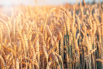 Golden ears of wheat, Beautiful Nature Sunset Landscape. Rich harvest Concept. rural countryside.