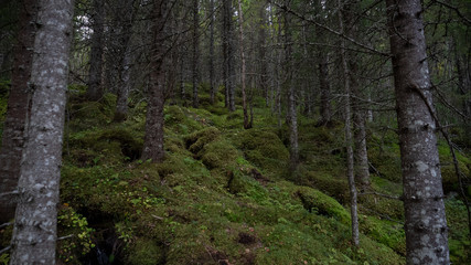 Düsterer Wald in Norwegen mit Tannenbäum und Moos 
