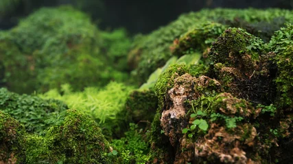 Foto op Aluminium Beautiful Bright Green moss grown up cover the rough stones and on the floor in the forest. Show with macro view. Rocks full of the moss texture in nature for wallpaper. soft focus. © methaphum