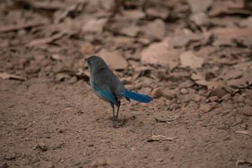 Little blue wren