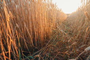 Fototapeta premium Golden ears of wheat, Beautiful Nature Sunset Landscape. Rich harvest Concept. rural countryside.