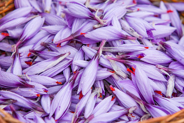 Crocus sativus commonly known as the saffron crocus