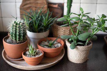 Green succulents on the table