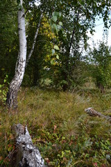tree in the forest 2 Vertical photograph