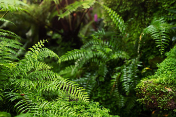 Naklejka na ściany i meble Beautiful Bright Fern and moss grown up cover the rough stones and on the floor. Show with macro view. Invigorating green in the evergreen forest texture in nature. soft focus.