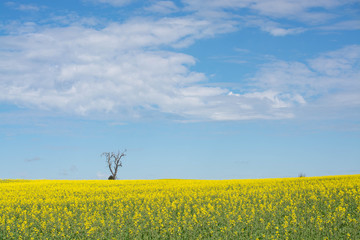 Lone tree in a field of yellow flowers