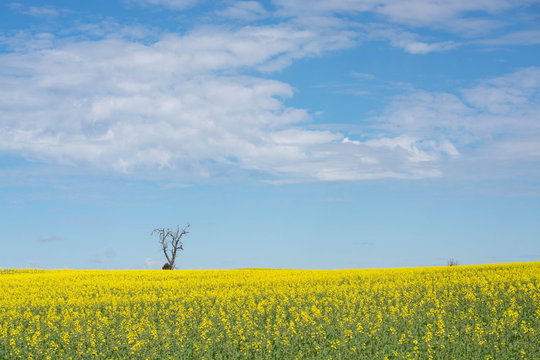 Lone tree in a field of yellow flowers