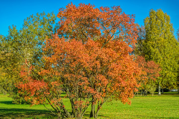 Colorful autumn landscape - vibrant color trees in public city park under the blue sky in the sunny day.