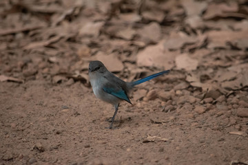 Pretty blue wren