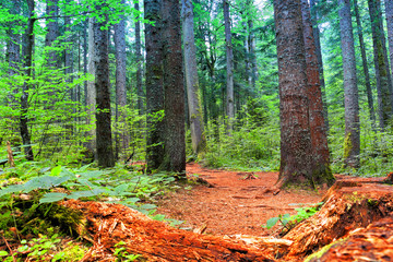 trees with moss in midnight