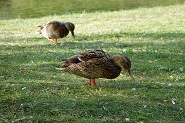Ducks feeding on the grass