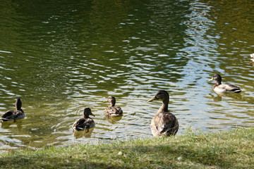 Ducks near the lake in the park