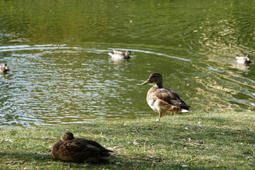 Ducks near the lake in the park