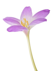 Naklejka premium light lilac open crocus on white