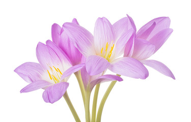 light lilac crocus five flowers bunch isolated on white