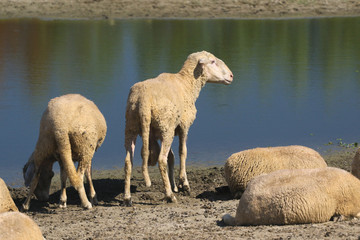 Flock of sheep on the watering place