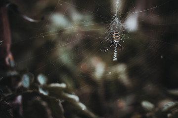 striped spider on a large web