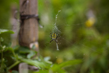 striped spider on a large web