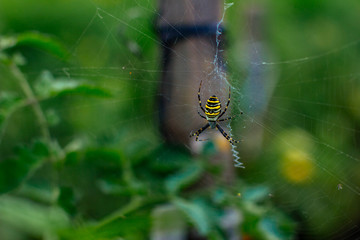 striped spider on a large web