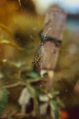 striped spider on a large web
