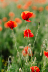 Fototapeta premium Gentle field poppies of red. Natural background of flowers and grass