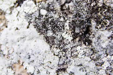 Sneaky spider in the mountain perfectly camouflaged with it's environment