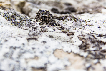 Sneaky spider in the mountain perfectly camouflaged with it's environment