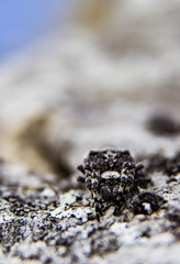 Sneaky spider in the mountain perfectly camouflaged with it's environment