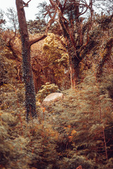 Detail of a wild forest in autumn